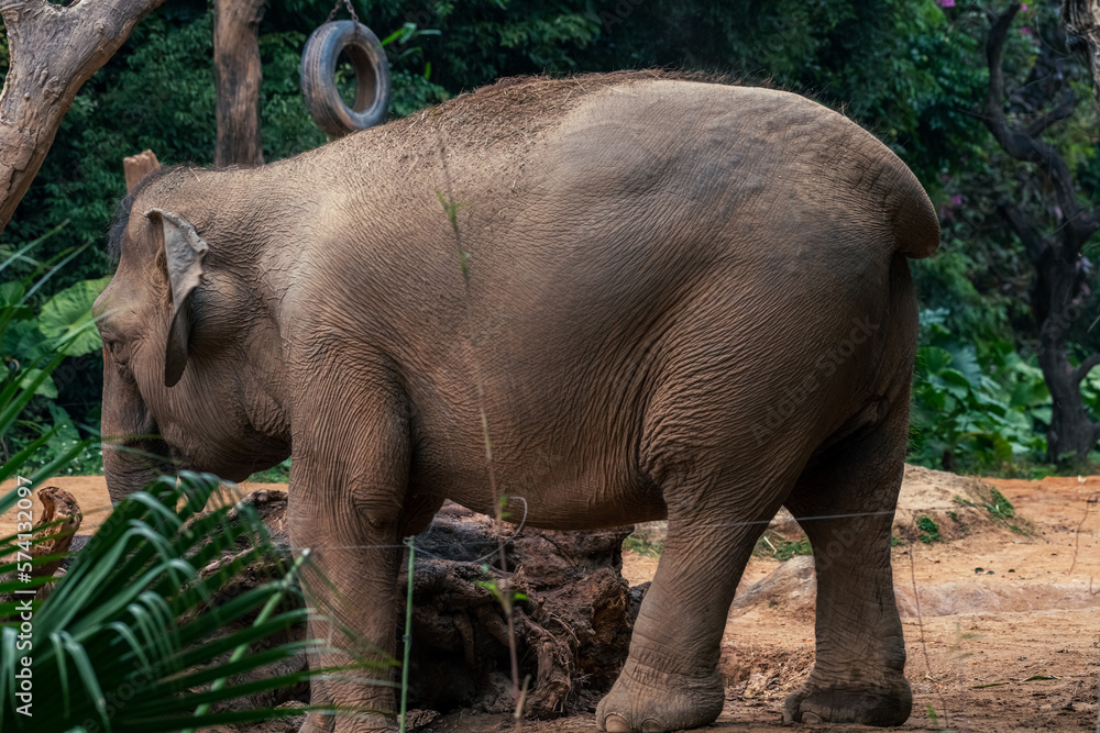 Naklejka premium Elephant enjoying his envirement in Chimelong Safari park. Amazing photograph of elephant playing in the zoo Background or high resolution image. Elephant promotion.