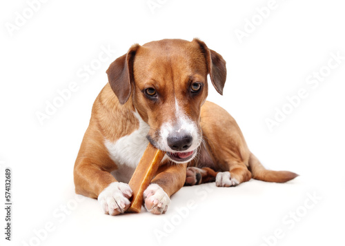 Happy dog with chew stick in mouth and between paws. Puppy dog eating a yak milk cheese bone while lying on floor. Natural chew stick for dental and mental health. Selective focus.