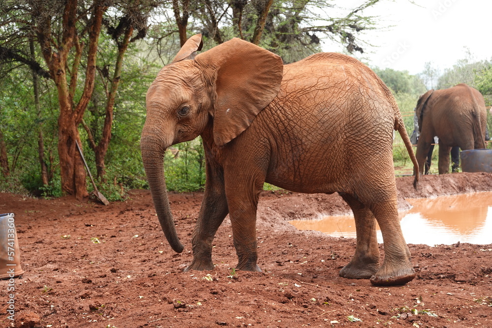 Kenya - Nairobi - Orphan Elephants