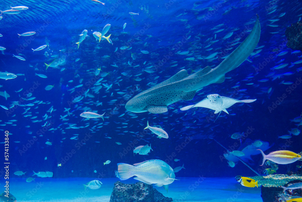 Obraz premium 水族館 水槽の中を泳ぐ魚たち
