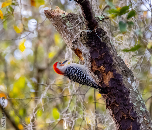 lizard on tree