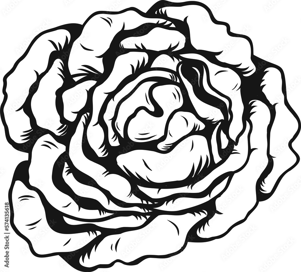 Anne Harkness rose png.Beautiful flower on transparent background. Anne Harkness rose png.Beautiful flower on transparent background.