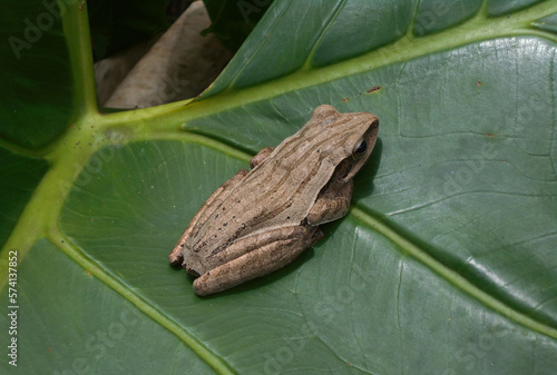 Frog on a green leaf