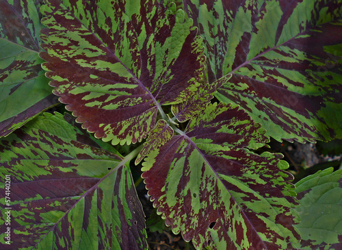 Tropical rainforest tree leaves for background