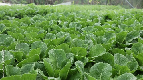 salad farm , Organic splashing salad plantation