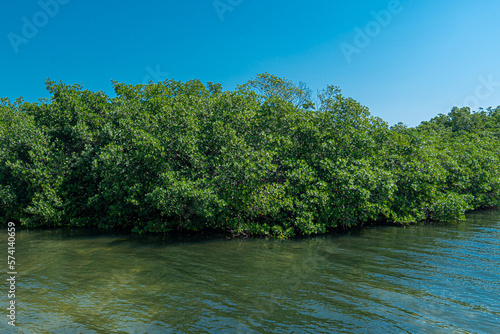 Mangrove zone at Tajamar pier  in Cancun  Mexico