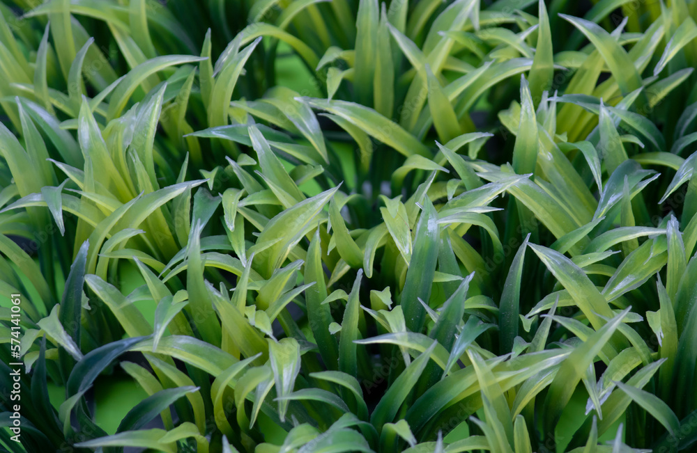 green grass background green grass background
