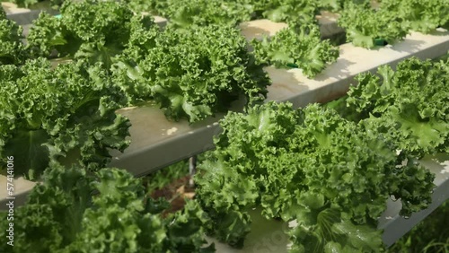 Organic farm , red and green salad plantation,