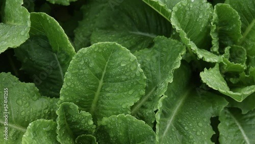 salad farm , Organic splashing salad plantation