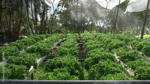 Organic farm , red and green salad plantation,