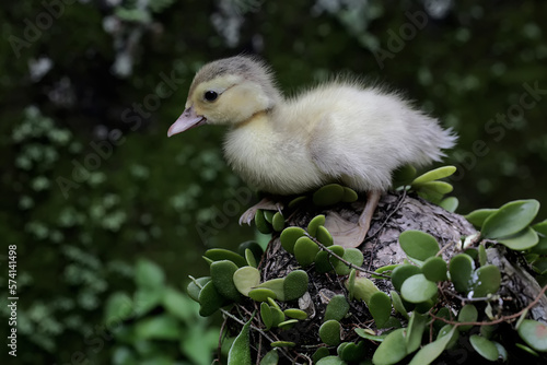 A muscovy duck or barbary ducks that have just hatched from egg are learning to forage in the bush. This duck has the scientific name Cairina moschata. 