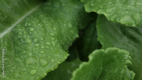 salad farm , Organic splashing salad plantation