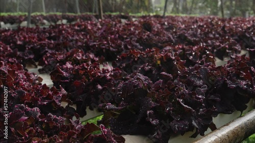 Organic farm , red and green salad plantation,