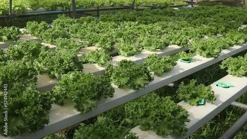 Organic farm , red and green salad plantation,