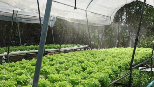 Organic farm , red and green salad plantation,