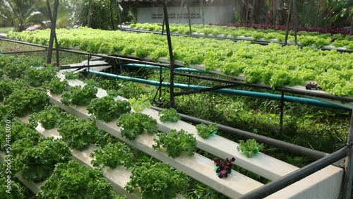Organic farm , red and green salad plantation,
