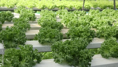 Organic farm , red and green salad plantation,