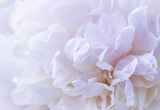 White peony flower petals. Macro floral background for holiday brand design