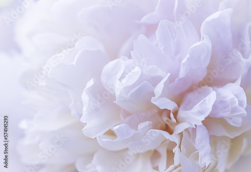 White peony flower petals. Macro floral background for holiday brand design © OLAYOLA