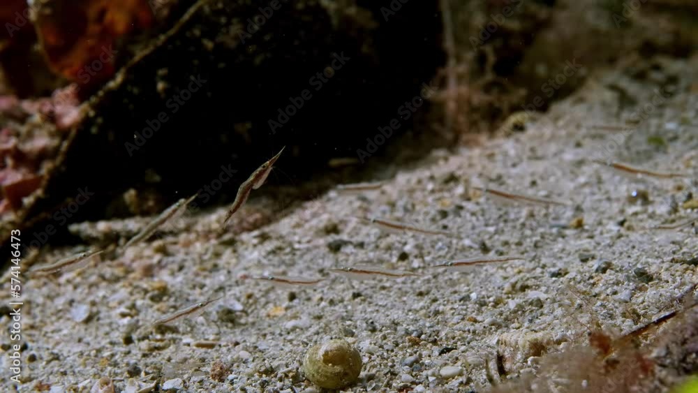 Small shrimps some with eggs feeding in current at Edithburgh 004 Small shrimps some with eggs feeding in current at Edithburgh 004