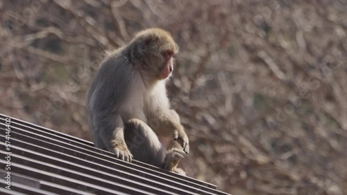 Snow monkey (Japanese macaque) sitting on roof scratching and picking insects and fleas off its foot with winter landscape in the background photo