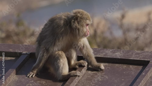 Wild snow monkey (Japanese macaque) sitting alone on the roof looking around its surroundings with landscape background photo