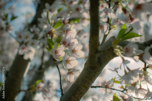 午後の桜
