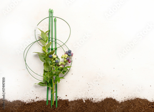 Gardening composition with fresh blueberry on neutral background.