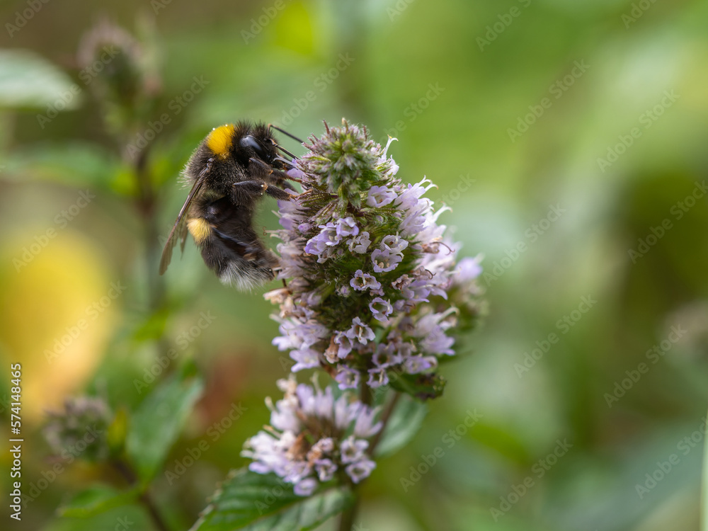 Bumblebee gathering pollen and nectar from flower in the garden summer time Bumblebee gathering pollen and nectar from flower in the garden summer time