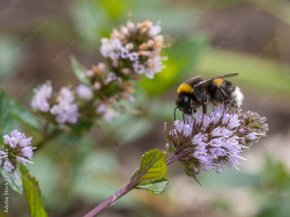 Bumblebee gathering pollen and nectar from flower in the garden summer time Bumblebee gathering pollen and nectar from flower in the garden summer time