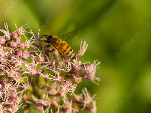 Honey bee gathering pollen and nectar from flower in the garden summer time © caiquame