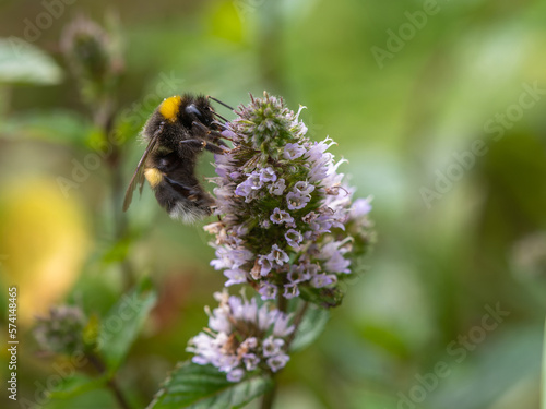 Bumblebee gathering pollen and nectar from flower in the garden summer time © caiquame