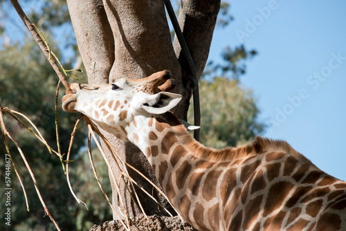 the yooung giraffe is eating bark off a tree photo