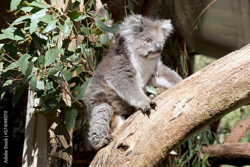 the koala is climbing up a eucalyptus tree