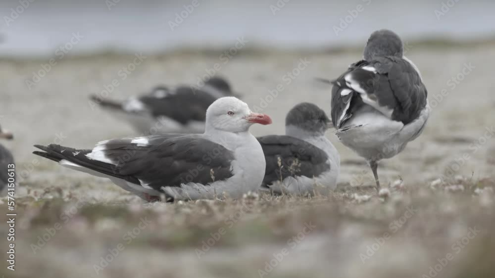 Dolphin gulls resting, Ushuaia, Argentina,2023
Close up shot, Ushuaia, Argentina,2023
Dolphin gulls resting, Ushuaia, Argentina,2023
Close up shot, Ushuaia, Argentina,2023