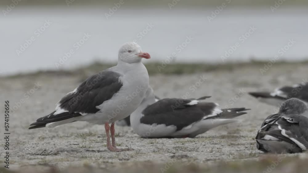 Dolphin gull, Adult, Ushuaia, Argentina
Close up shot, Ushuaia, Argentina,2023
Dolphin gull, Adult, Ushuaia, Argentina
Close up shot, Ushuaia, Argentina,2023
