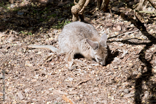 the joey wallaby is exploring his surroundings