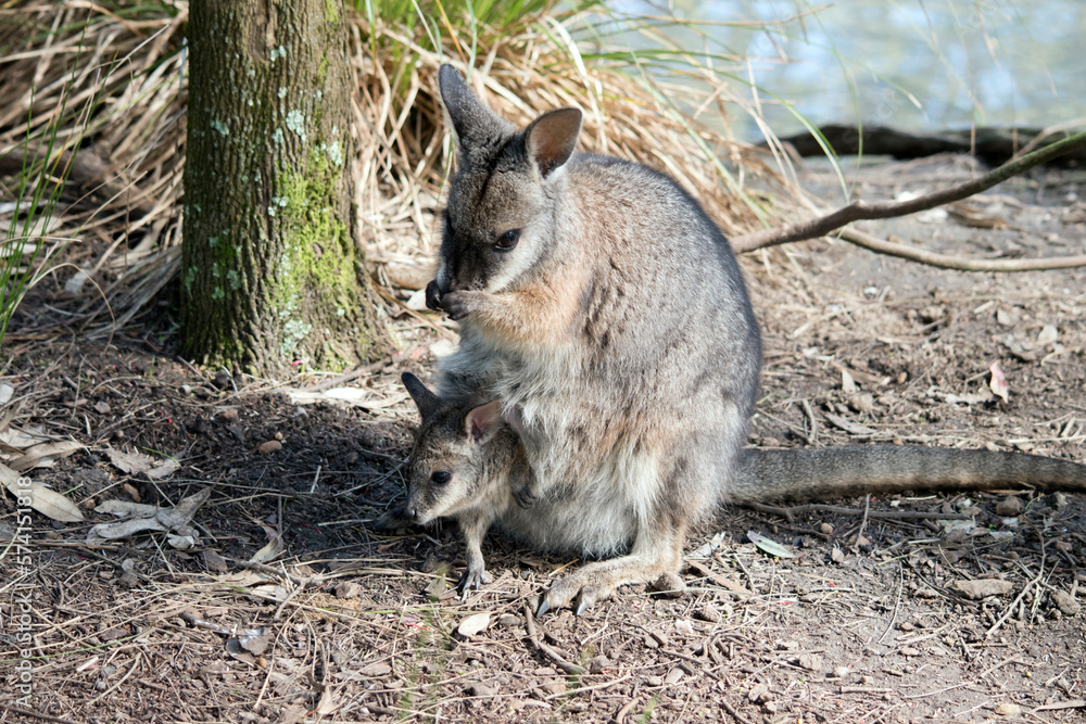 Naklejka premium The tammar wallaby has a joey in her pouch with its head sticking out