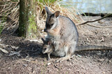 The tammar wallaby has a joey in her pouch with its head sticking out