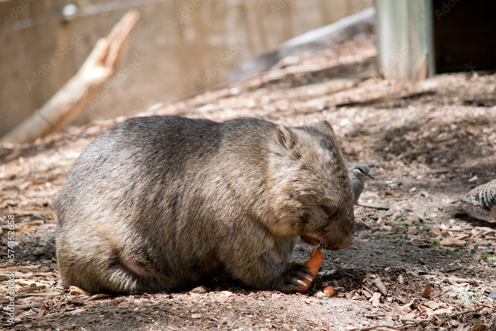 the wombat is having a carrot the wombat is having a carrot