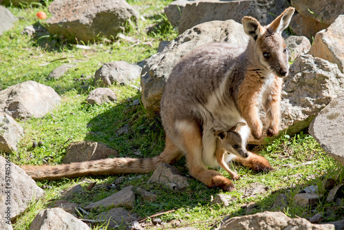 the yellow footed rock wallaby is climbing up the rocky ridge photo
