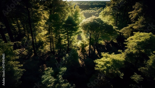 Aerial View of Lush Forest Landscape