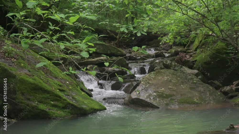 Green forest with lush emerald trees and cascading water flow Green forest with lush emerald trees and cascading water flow