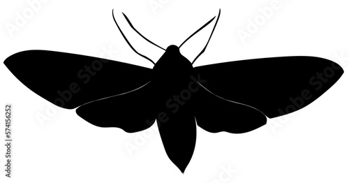 moth silhouette