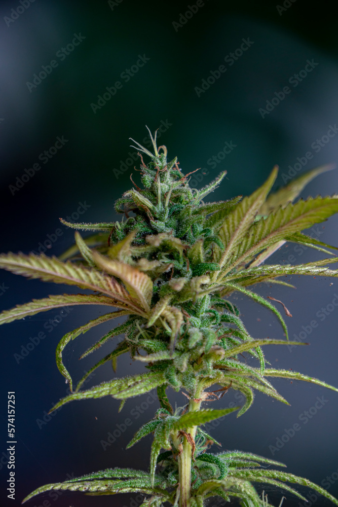 Flower bud of cannabis Satival in the greenhouse, marijuana flower bud background, herbal medicine Flower bud of cannabis Satival in the greenhouse, marijuana flower bud background, herbal medicine