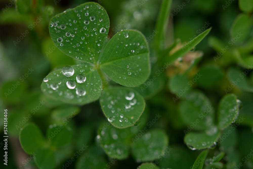 Green clover leaves, macro dew drops. St. Patrick's Day. Blurred background with shamrock leaves. The concept of summer, morning freshness. Soft focus sun, summer natural background of green grass Green clover leaves, macro dew drops. St. Patrick's Day. Blurred background with shamrock leaves. The concept of summer, morning freshness. Soft focus sun, summer natural background of green grass