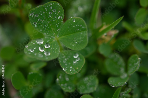 Green clover leaves, macro dew drops. St. Patrick's Day. Blurred background with shamrock leaves. The concept of summer, morning freshness. Soft focus sun, summer natural background of green grass