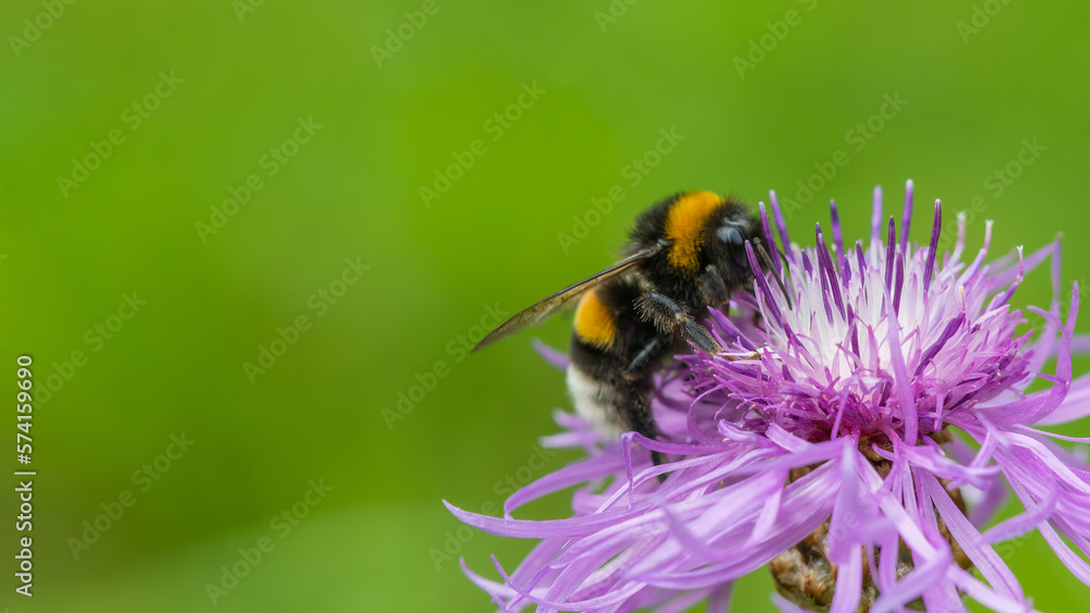 A bumblebee collecting nectar from a flower