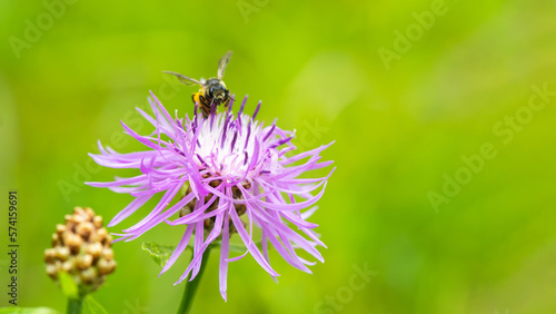 A bumblebee collecting nectar from a flower © caiquame