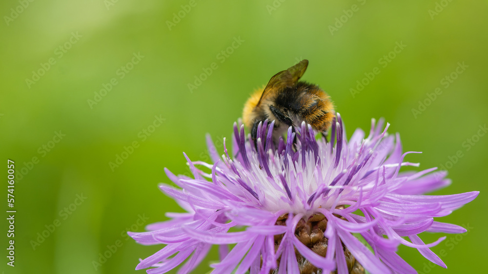 A bumblebee collecting nectar from a flower A bumblebee collecting nectar from a flower